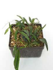 Hoya Sp. Aff. Wrayi