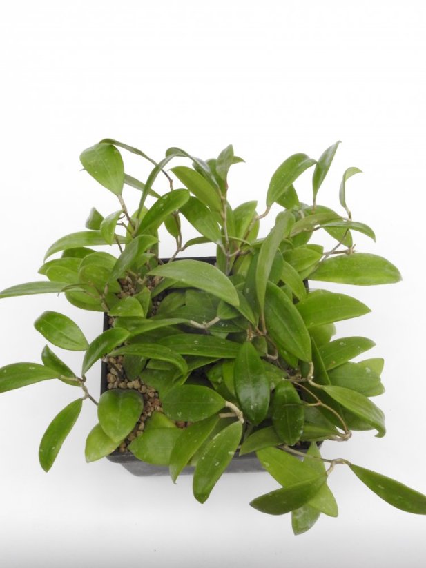 Hoya bhutanica