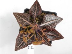 Euphorbia francoisii hybrid  No.2