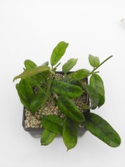 Hoya globulosa