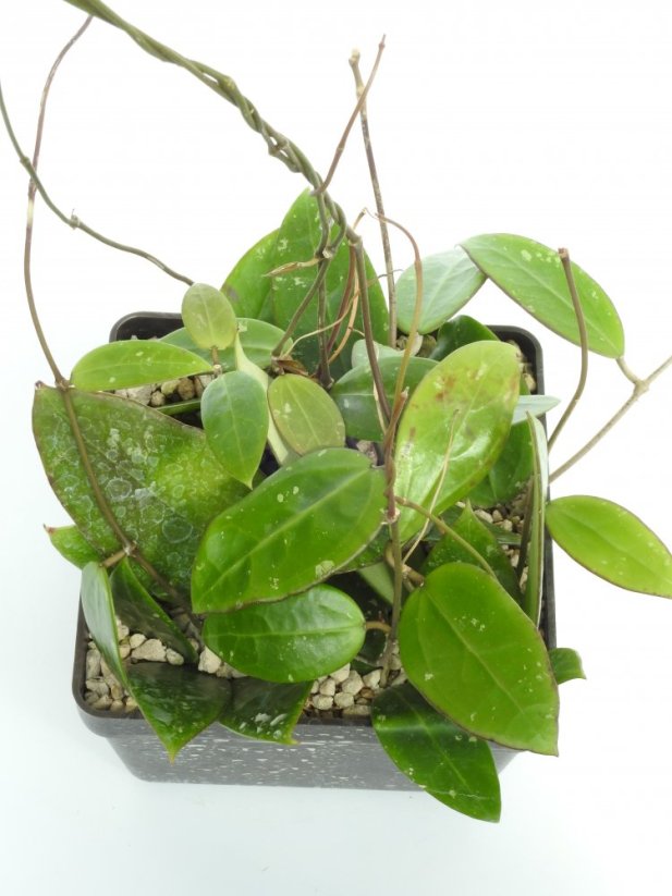 Hoya prachinburi black leaves