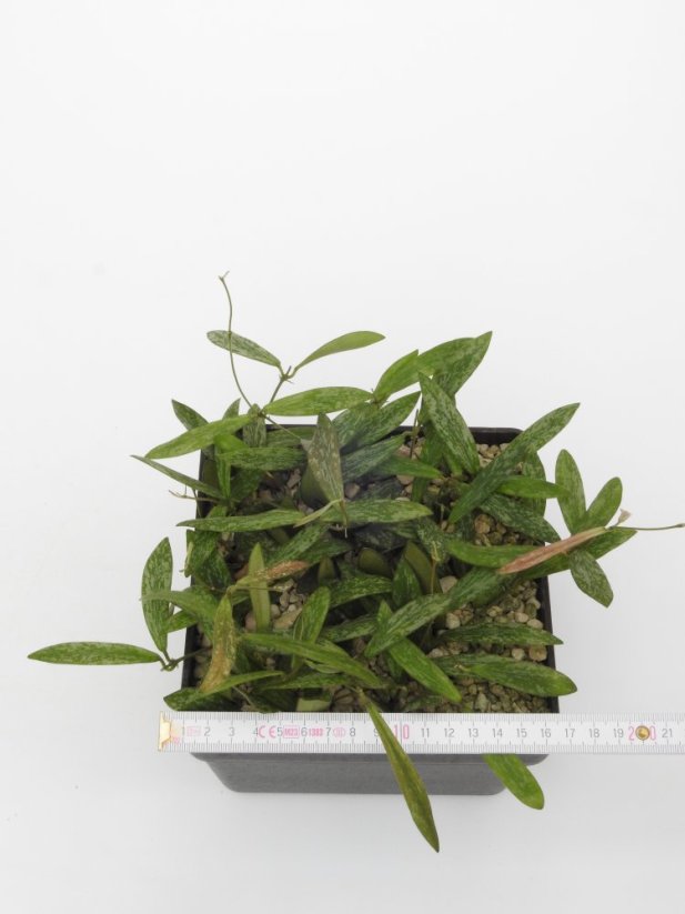 Hoya sigilatis small leaves