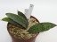 Sansevieria mafinga CG163.1  No.13