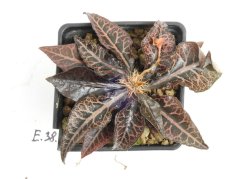 Euphorbia francoisii hybrid  No.38