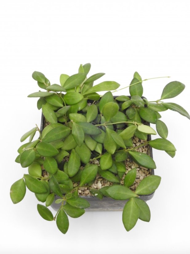 Hoya burtoniae ds70