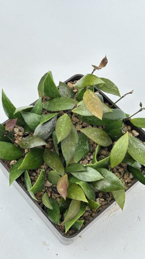 Hoya inconspicua