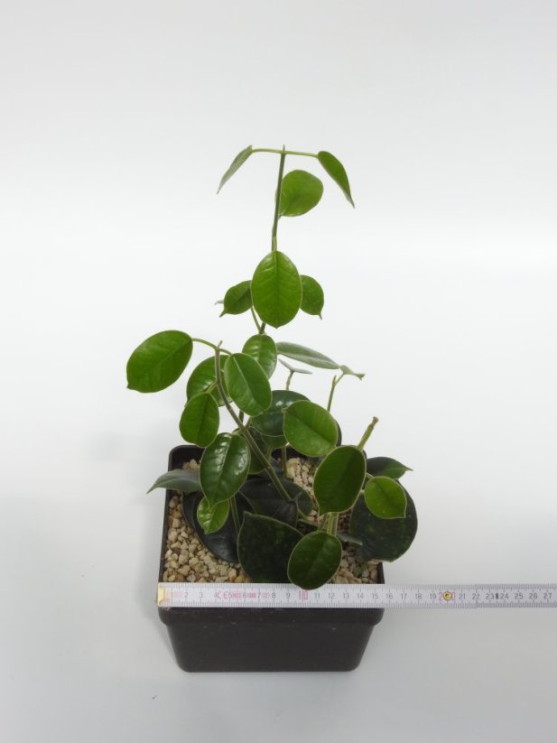 Hoya optimistic