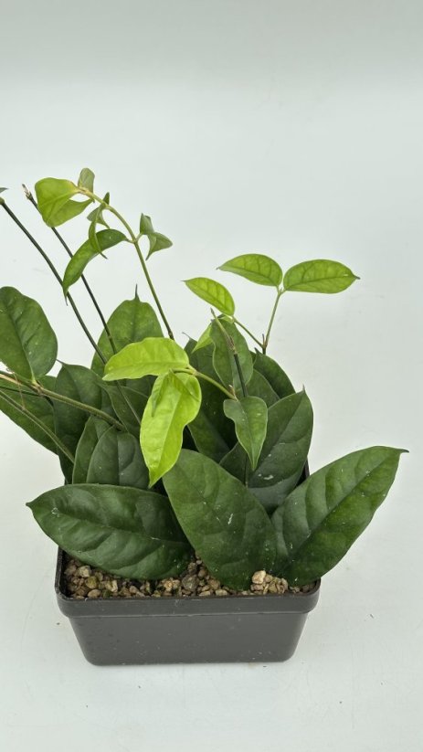 Hoya danumensis blute weis rot