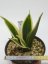 Sansevieria trifasciata silver princess  No.7