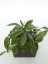 Hoya Stardust