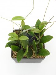 Hoya verticilata 207