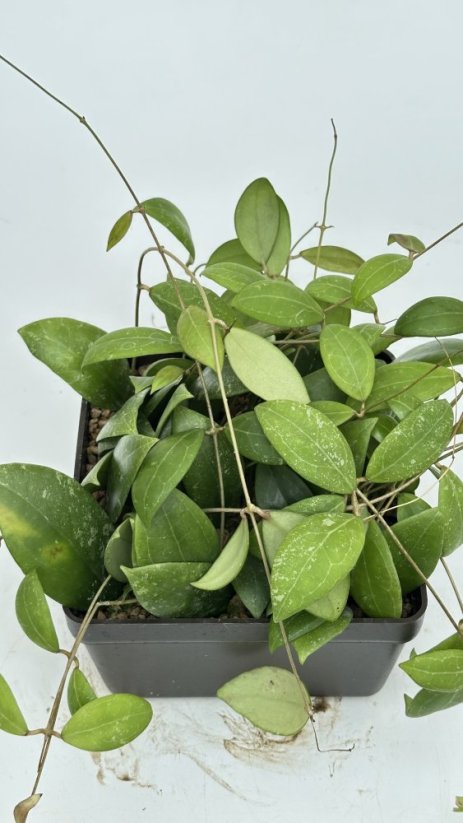 Hoya UT 049