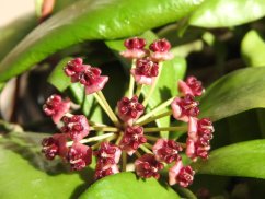 Hoya Lucardenasiala