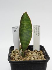 Sansevieria masoniana congo No.21