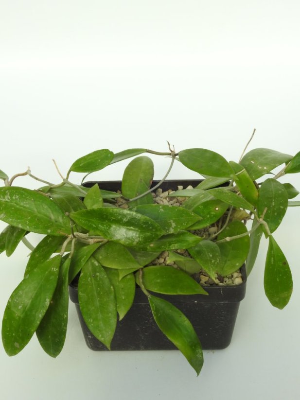 Hoya Verticillata var. Hendersonii