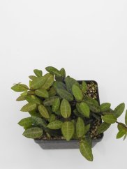 Hoya elliptica