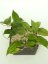 Hoya Nong Nooch IML 1541