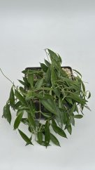 Hoya kuhlii