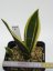 Sansevieria trifasciata silver princess  No.6