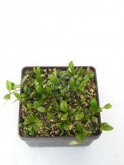 Hoya picta