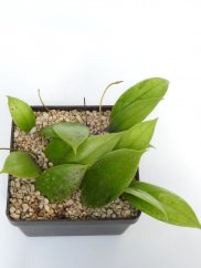 Hoya Juannguoiana