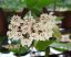 Hoya elliptica Philippines