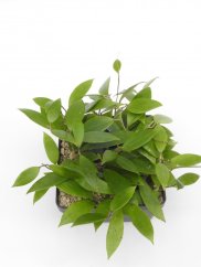 Hoya acuta nova blte ves bis creme