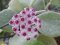 Hoya obovata