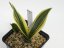Sansevieria trifasciata silver princess  No.6