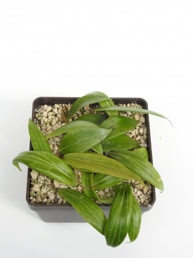 Hoya Blashernaezii