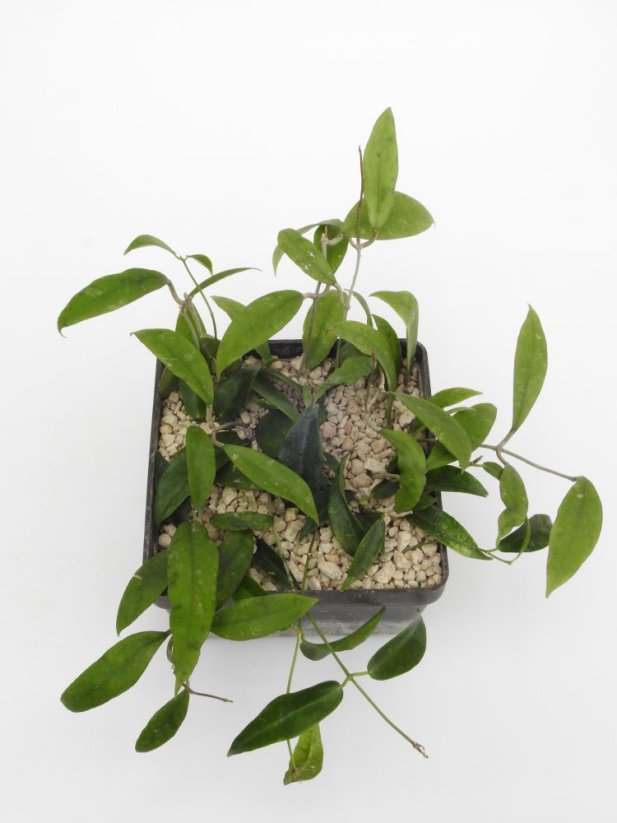 Hoya padangensis
