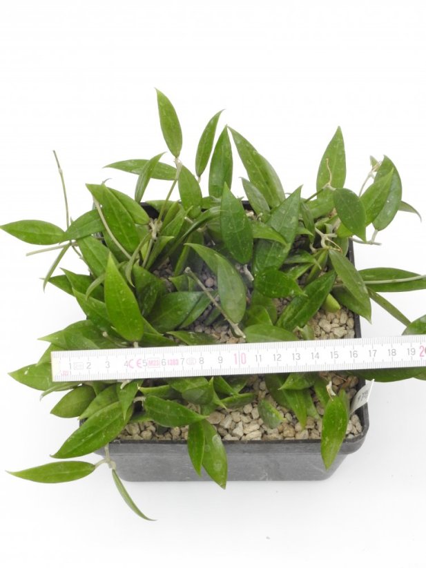 Hoya bogor 166