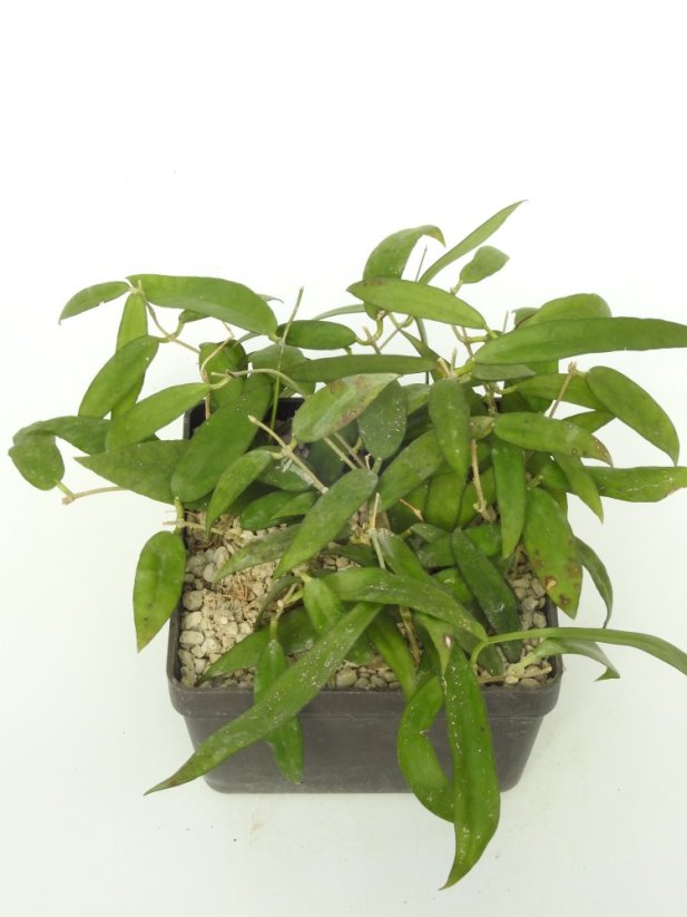 Hoya Scortechinii