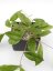 Hoya Flagellada II Aff