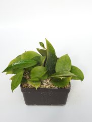 Hoya MB 1253-77
