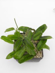 Hoya globulosa