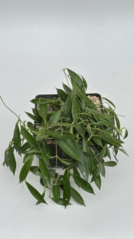 Hoya kuhlii