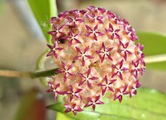 Hoya mindorensis cv. red star