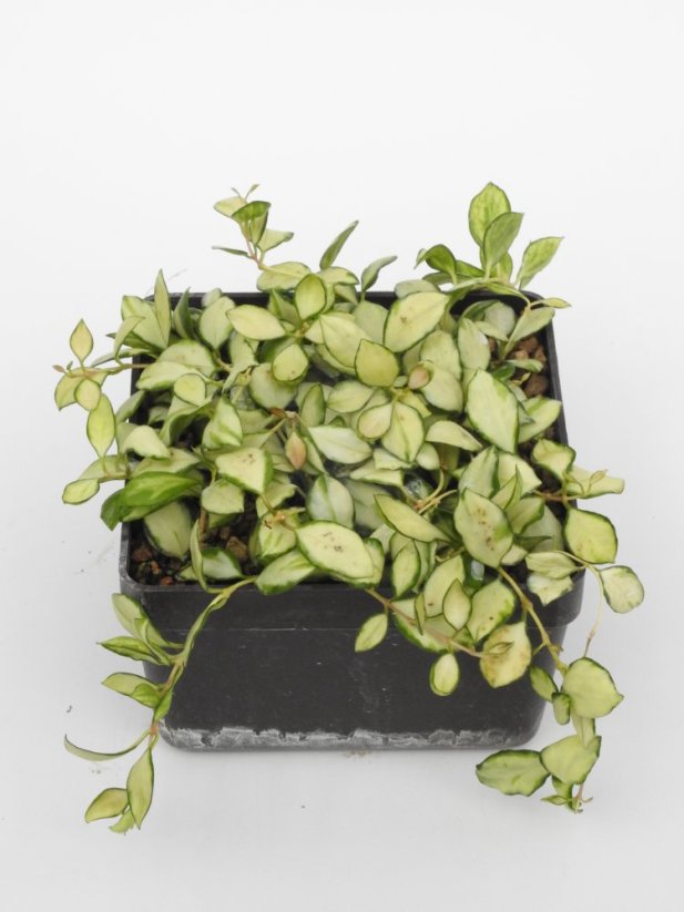 Hoya Heuschkeliana Variegata