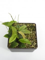 Hoya Bicolensis