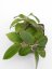 Hoya parasitica