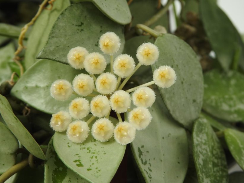 Hoya lacunosa splash