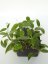 Hoya Spearmint