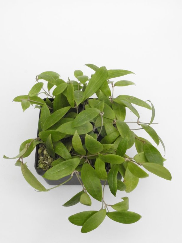 Hoya persicina rosea