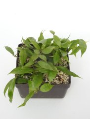 Hoya Pusilla Malaysia