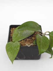 Hoya Fuscomarginata