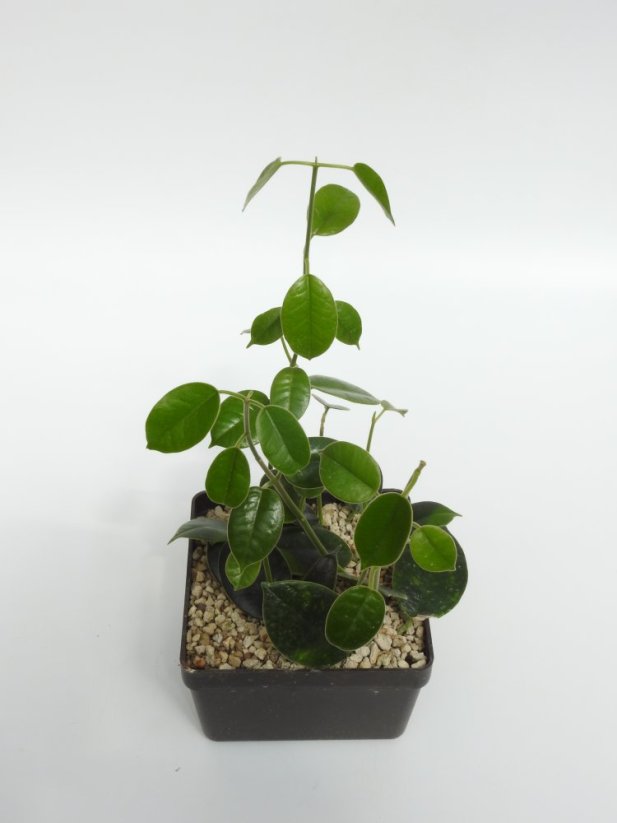 Hoya optimistic