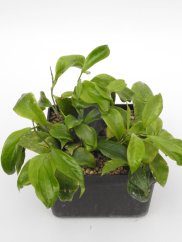 Hoya UT-033 Apple Green