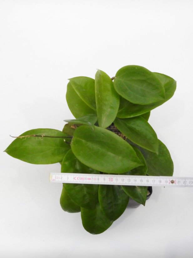 Hoya surigaoensis