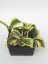 Hoya Kerrii Variegata